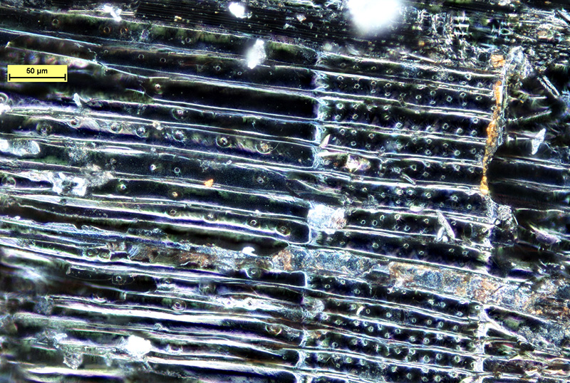 podelny_rez_uhlikem_smrku_picea_sp