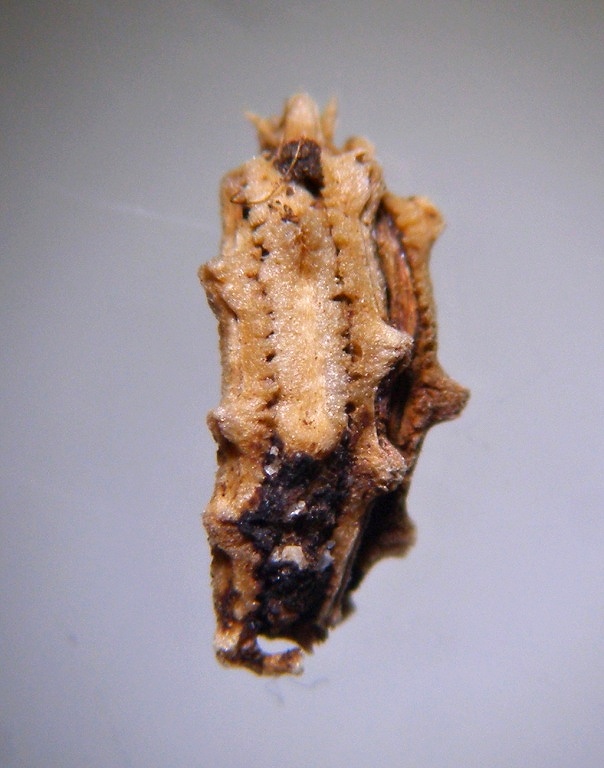 caucalis-lappula
