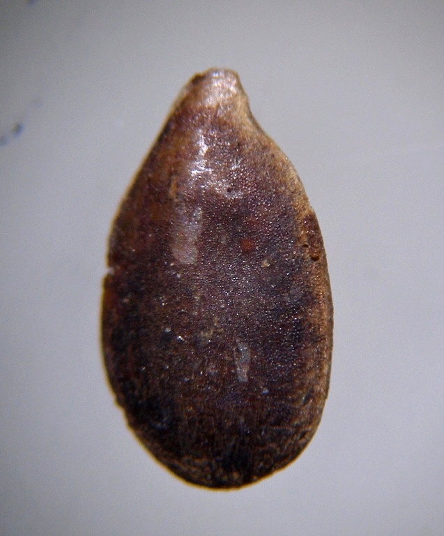 linum-usitatissimum