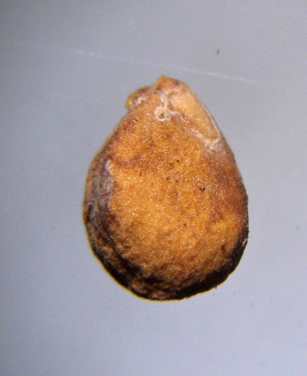 morus-nigra