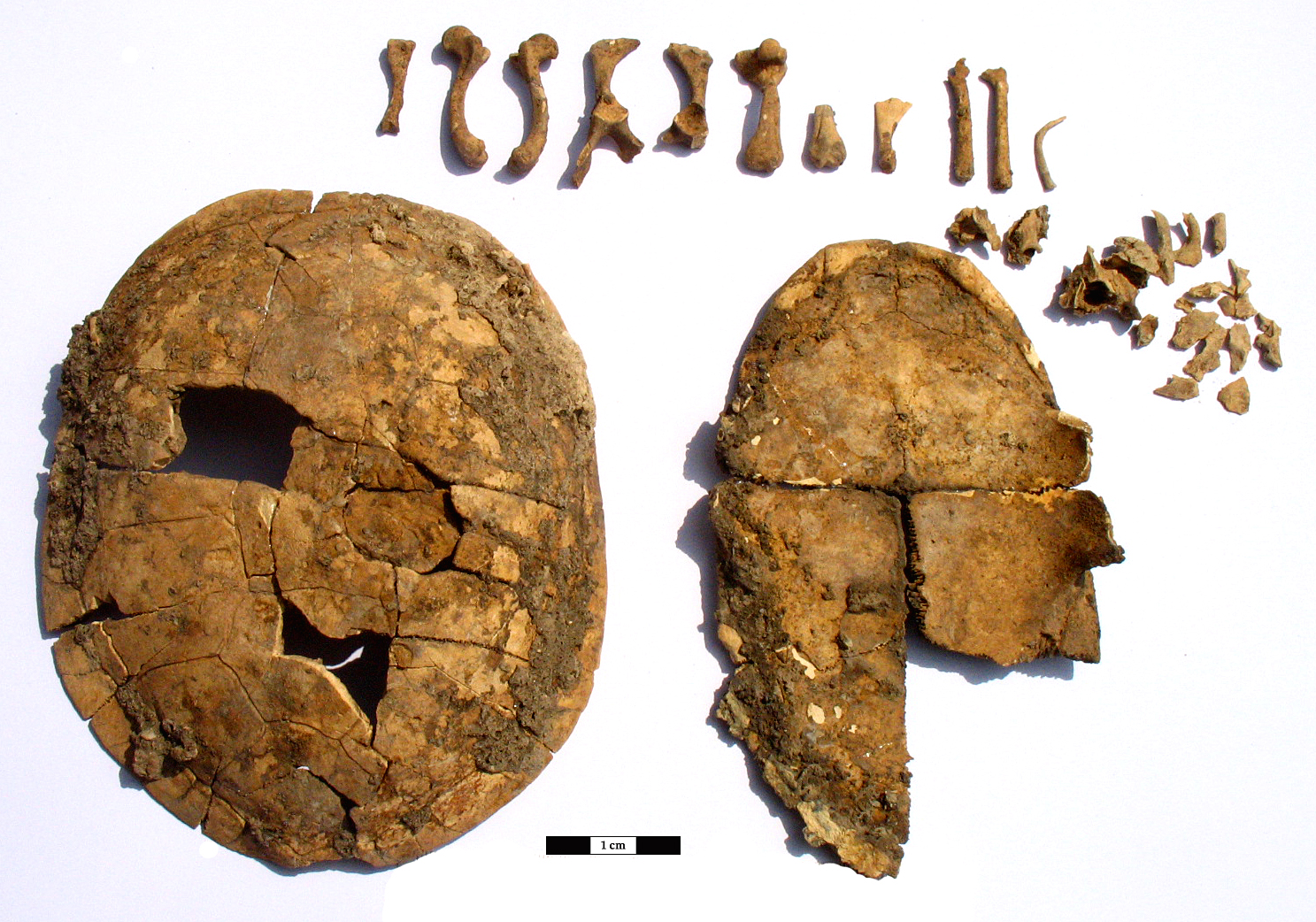 archeozoologie_2