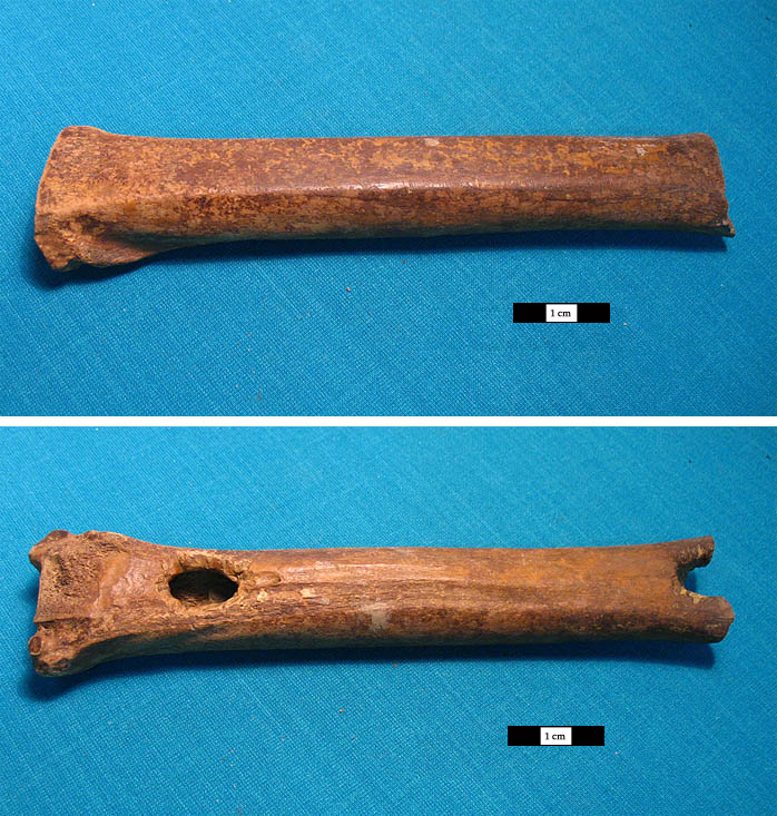 archeozoologie_3