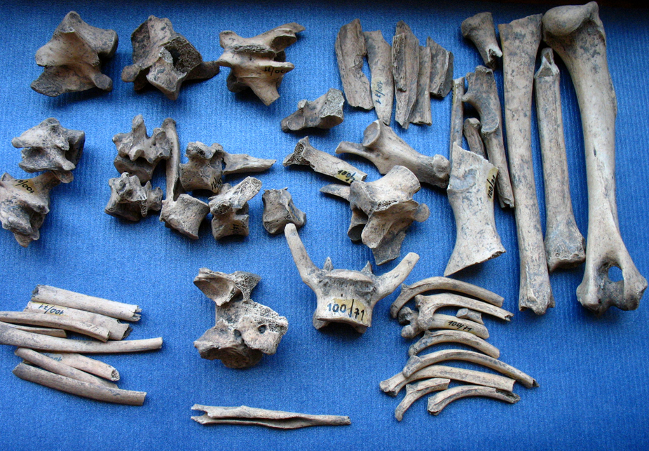 archeozoologie_4